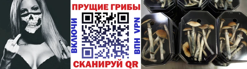 Галлюциногенные грибы Cubensis  что такое наркотик  Весьегонск 